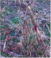 AND STILL MORE BLOOD!  Look how high it got on the corn stalks!