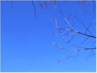 I heard reindeer taste just like chicken!